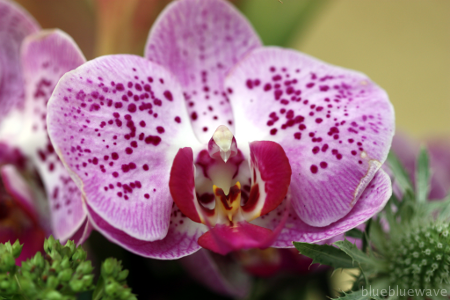 P_090719_Orchid_03_sml